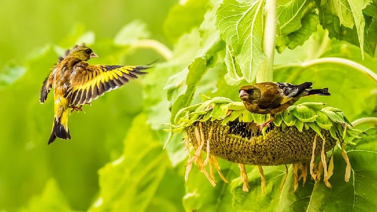 las-aves-acuden-a-los-campos-de-girasol-en-un-parque-de-humedales-en-jiangxi