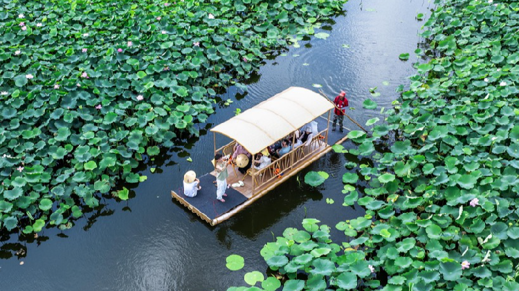 los-lotos-atraen-a-los-turistas-a-taizhou-para-los-paseos-en-balsa-serenos