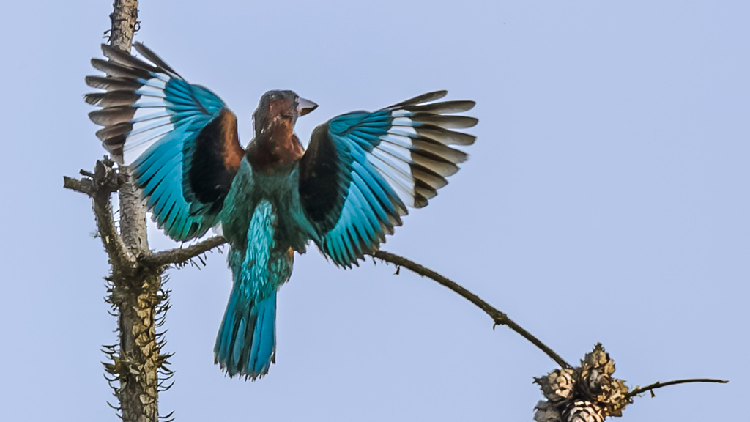 nanchang-acoge-a-aves-poco-comunes-para-alimentarse-y-refrescarse-en-verano