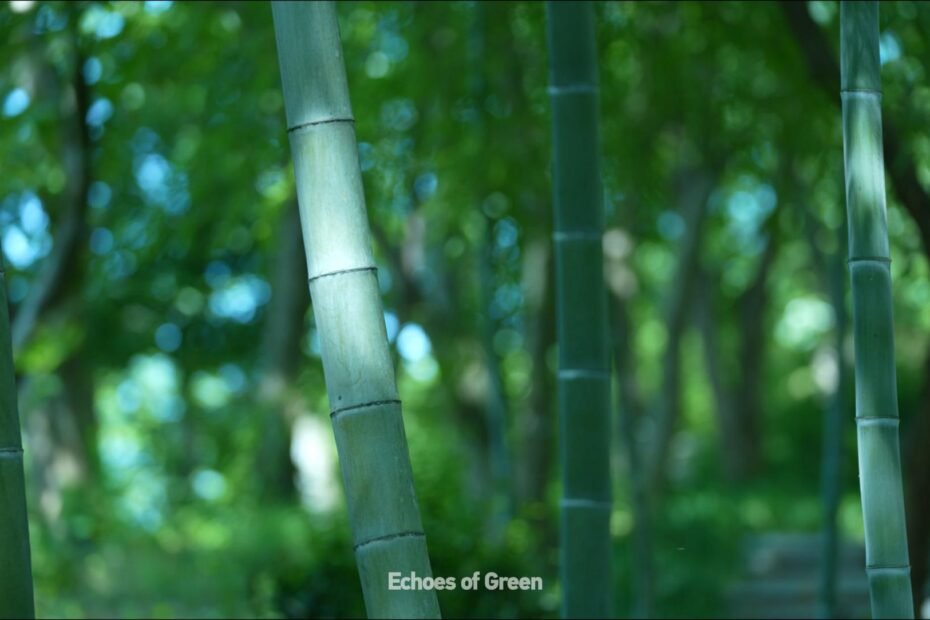 el-sonido-del-bambu:-la-voz-de-la-naturaleza-en-anji