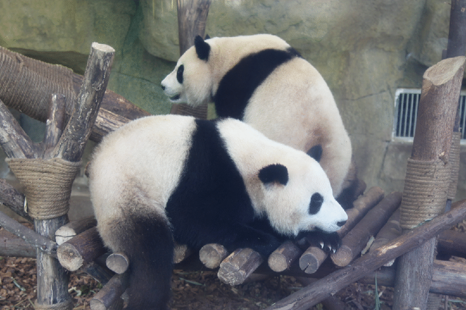 base-de-panda-de-chengdu:-un-paraiso-para-los-amantes-del-panda