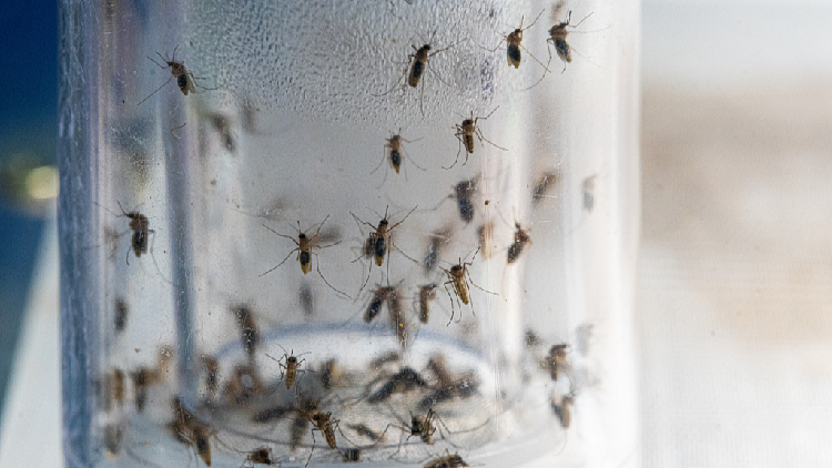 el-equipo-chino-desarrolla-un-sistema-inteligente-para-combatir-las-enfermedades-de-los-mosquitos