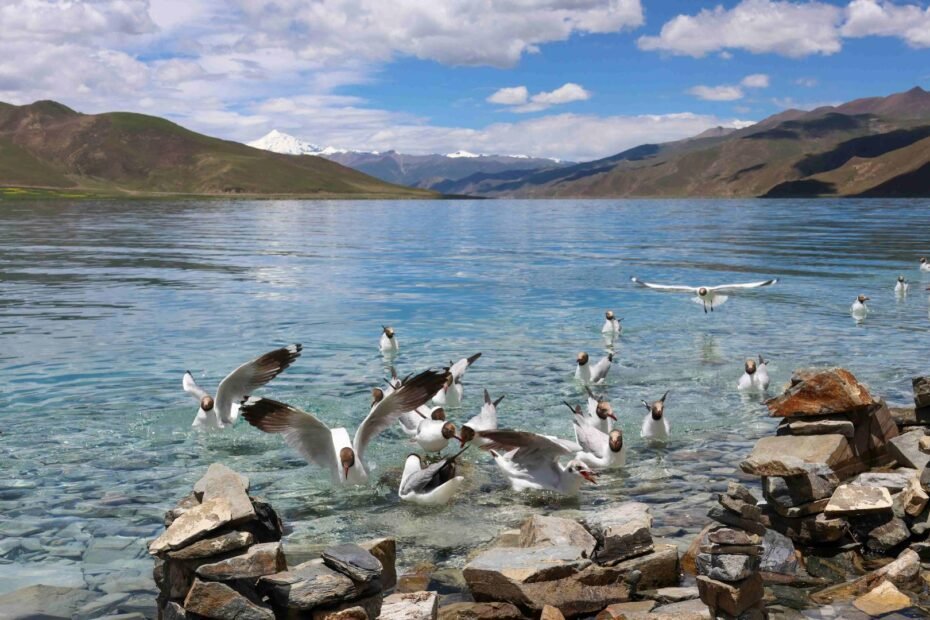 la-sinfonia-de-la-vida-en-el-‘techo-del-mundo’