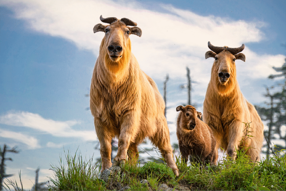 concepto-de-‘dos-montanas’-que-impulsa-el-avivamiento-de-biodiversidad-de-china