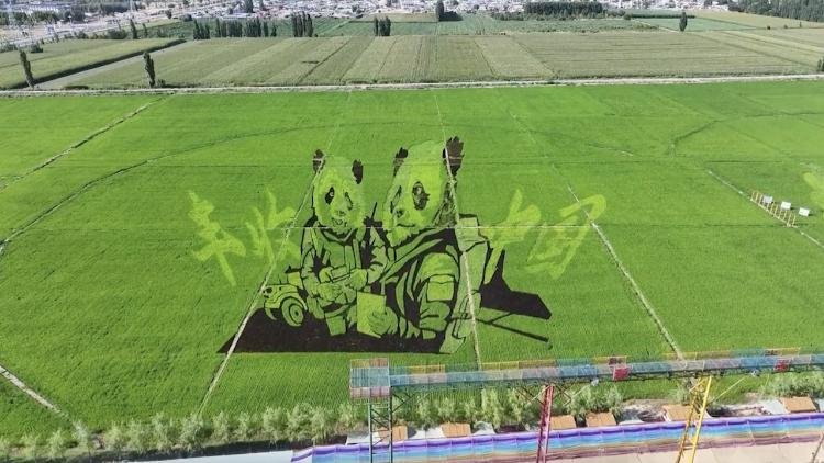 rice-paddy-art-pictures-fascinan-a-los-turistas-en-xinjiang