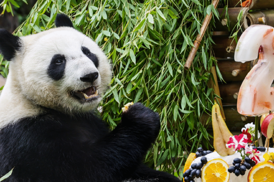 panda-katyusha,-nacida-en-ruso,-celebra-el-cumpleanos-con-avidos-fanaticos