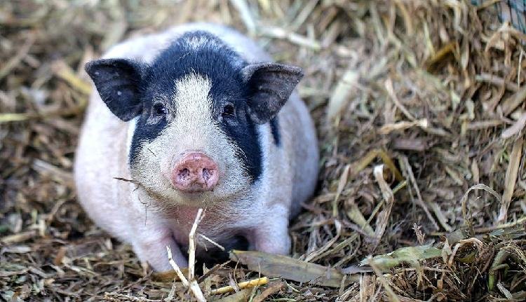 el-primer-pulmon-de-cerdo-editado-por-genes-del-mundo-trasplantado-en-el-cuerpo-humano