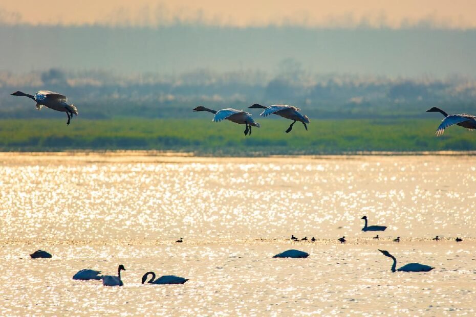 los-esfuerzos-de-conservacion-de-aves-se-expanden-en-el-lago-dongting-de-china