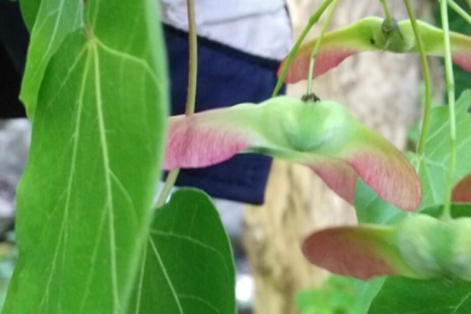 acer-raro-miaotaiense-encontrado-en-la-reserva-natural-de-nw-china