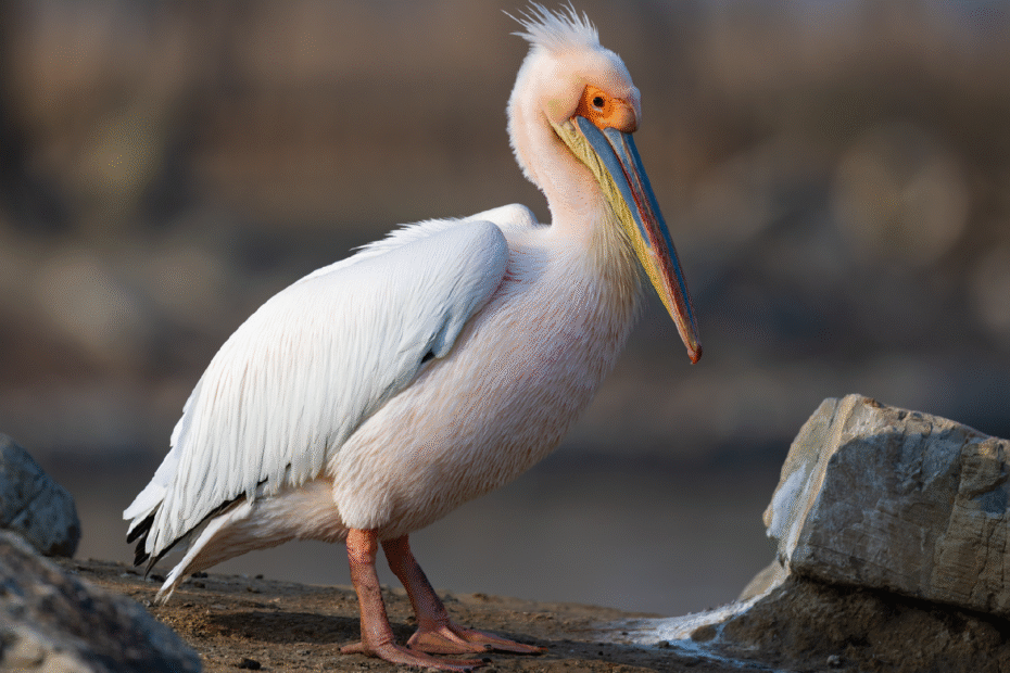 china-lanzara-una-campana-de-tres-anos-para-fortalecer-la-proteccion-de-aves