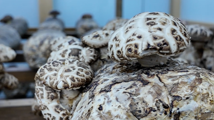 de-los-campos-a-la-fama:-suizhou,-shiitake-capital-de-hongos-de-china