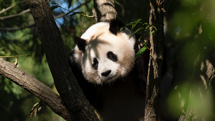invitados-de-golden-panda-awards-visitan-el-valle-de-panda-de-chengdu