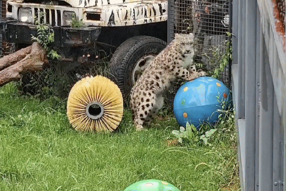 el-cachorro-de-leopardo-de-nieve-lesionado-comienza-la-fase-final-del-tratamiento-en-qinghai