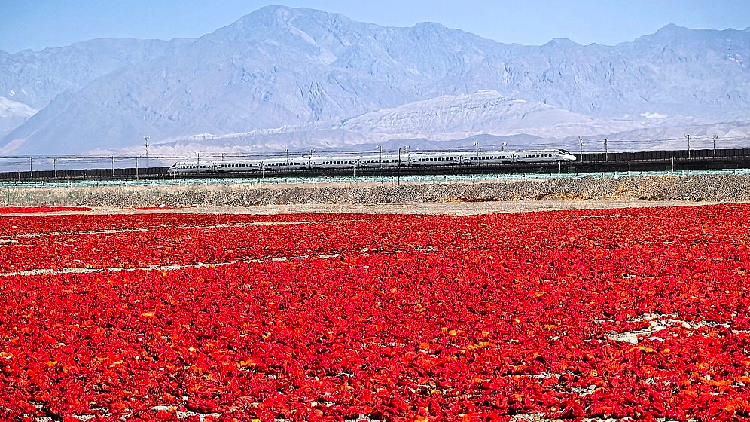 chili-harvest-pinta-una-‘alfombra-roja’-en-el-desierto-de-gobi-de-xinjiang