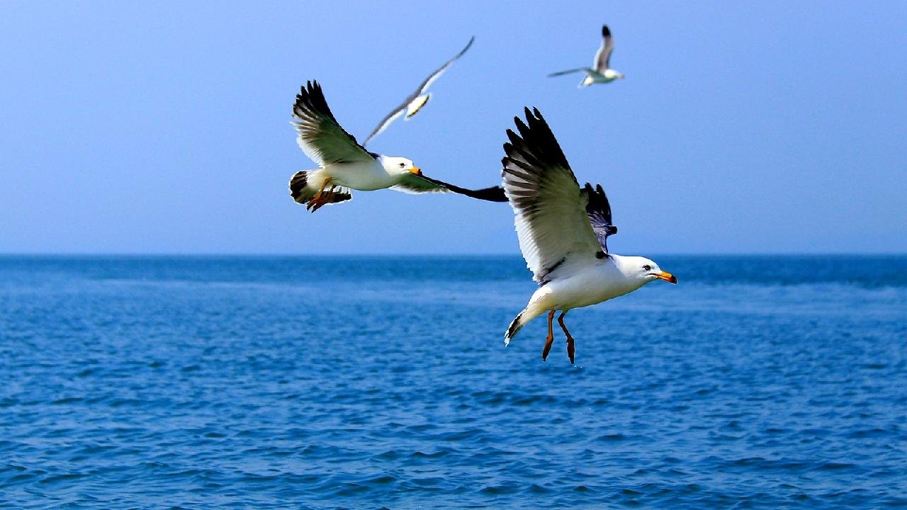 esfuerzos-locales,-tecnologia-protege-el-refugio-de-migracion-de-aves-en-e-china