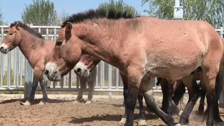 una-nueva-manada-para-la-naturaleza:-china-recupera-28-caballos-de-przewalski
