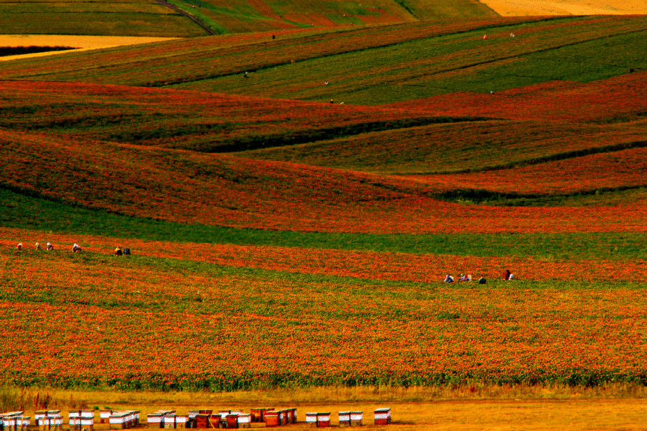 paleta-de-colores-de-xinjiang:-la-industria-del-cartamo-impulsa-la-economia-local