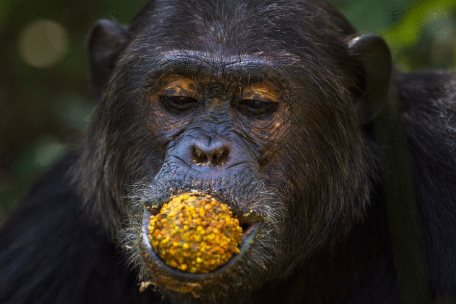 los-chimpances-salvajes-que-comen-fruta-en-fermentacion-reciben-un-sorprendente-trago-de-alcohol