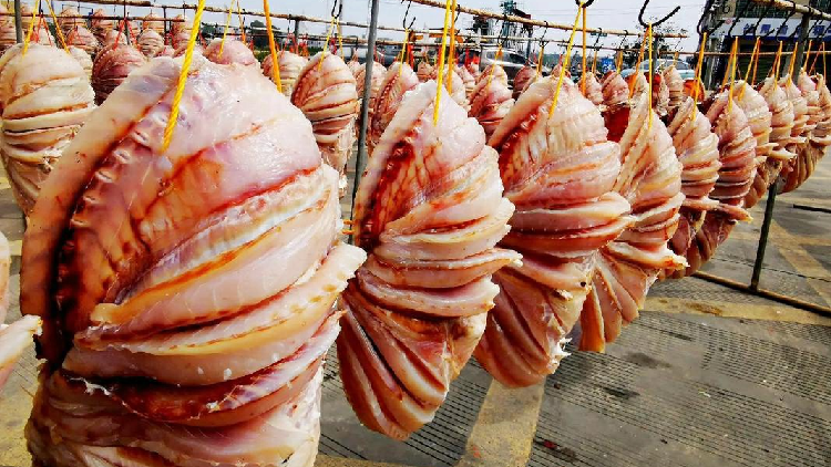 el-pargo-seco-de-danzhou-toma-el-sol-para-celebrar-la-cosecha