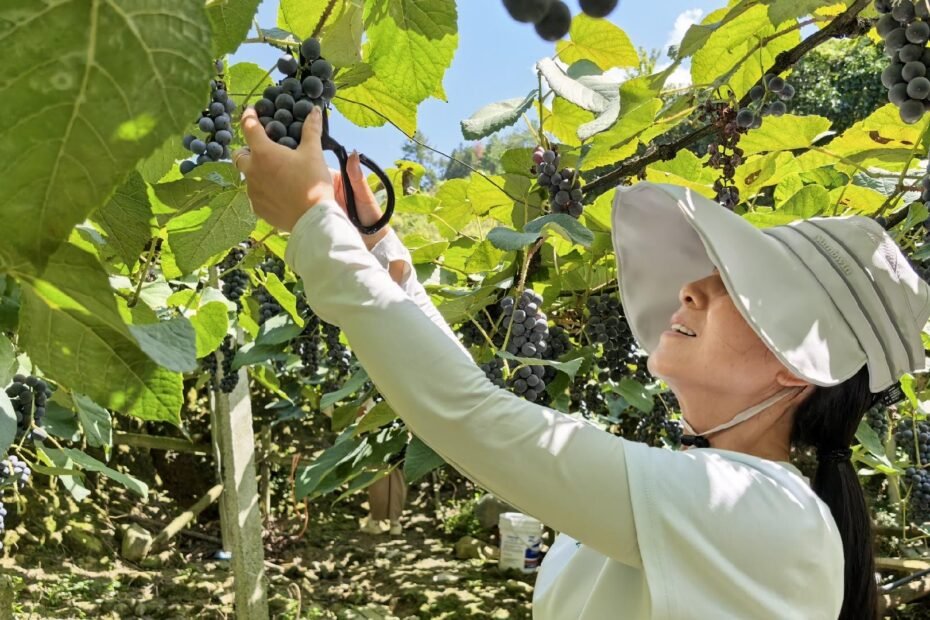 dulce-sensacion:-las-uvas-alpinas-llegan-a-los-mercados-de-guizhou