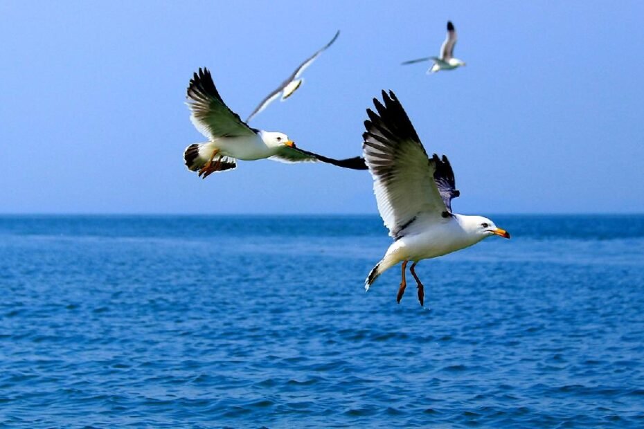 esfuerzos-locales-y-tecnologia-protegen-refugio-de-migracion-de-aves-en-este-de-china