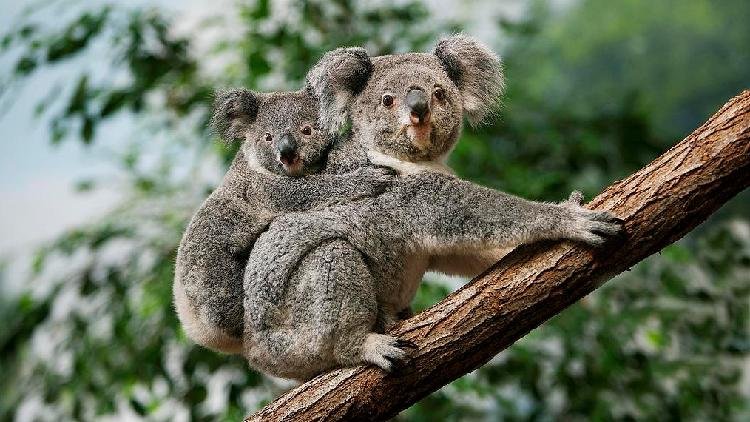 australia-aprueba-la-primera-vacuna-del-mundo-para-salvar-a-los-koalas-de-la-clamidia
